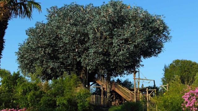 la cabane des robinson disneyland paris