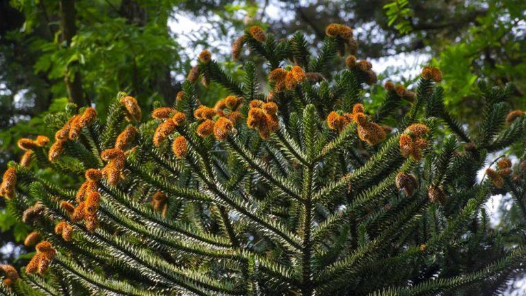 Monkey Puzzle Tree / Araucaria araucana disneyland paris