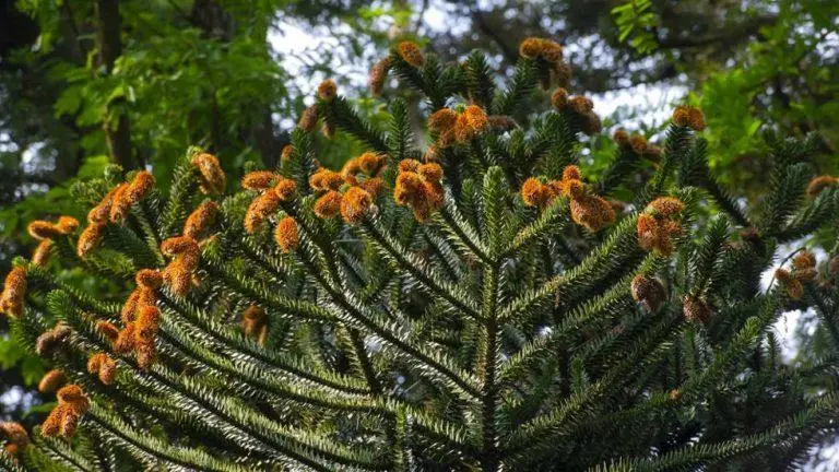 Monkey Puzzle Tree / Araucaria araucana disneyland paris